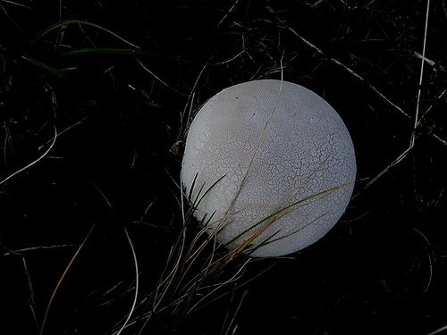 Sembra Luna piena